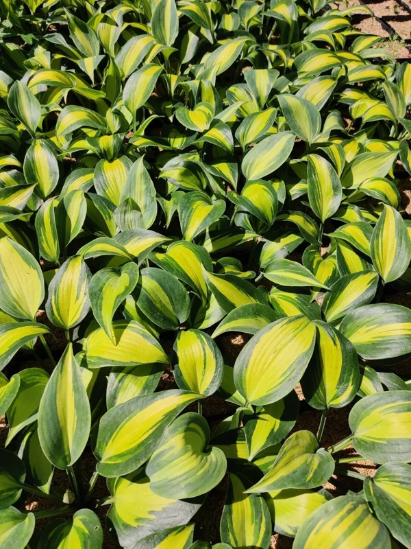 Hosta Party Popper Live Plant - 5.25" Pot, Colorful Perennial, Shade - Image 3