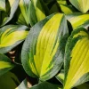 Hosta Party Popper Live Plant - 5.25" Pot, Colorful Perennial, Shade - Image 1