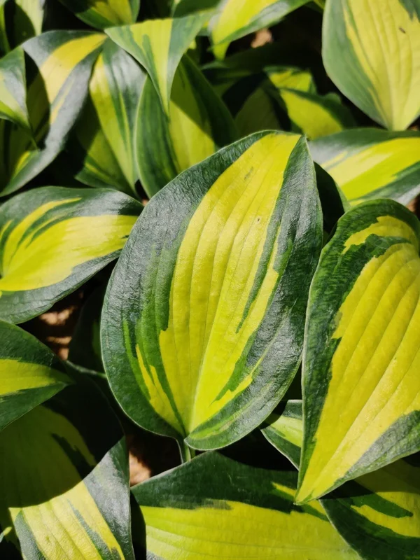 Hosta Party Popper Live Plant - 5.25" Pot, Colorful Perennial, Shade - Image 1