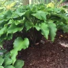 Hosta Peppermint Twist Live Plant - Perennial Shade Garden Plant - Image 1