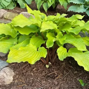 Hosta Phoenix Feathers Live Plant – 5.25