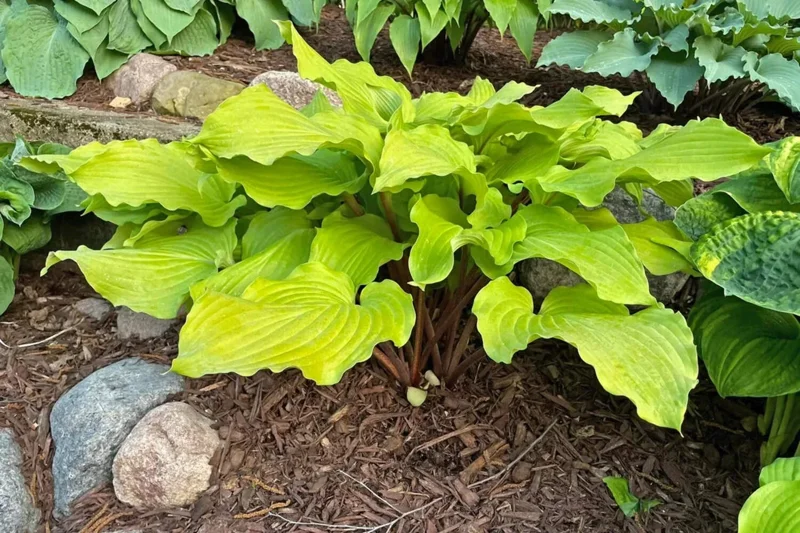 Hosta Phoenix Feathers Live Plant – 5.25" Pot, Well-Rooted Perennial Shade Plant - Image 2