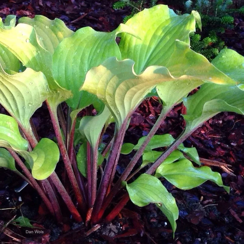 Hosta Phoenix Feathers Live Plant – 5.25" Pot, Well-Rooted Perennial Shade Plant - Image 3