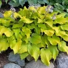 Hosta Phoenix Feathers Live Plant – 5.25" Pot, Well-Rooted Perennial Shade Plant - Image 1