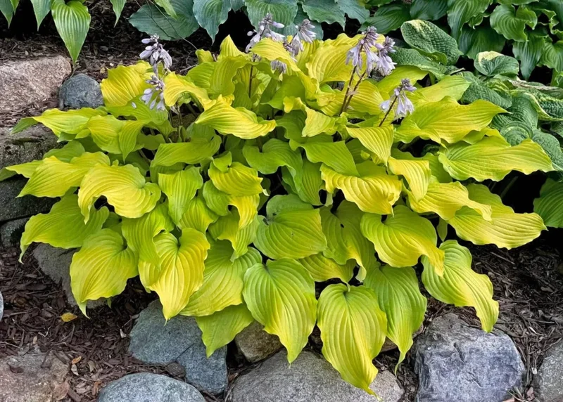 Hosta Phoenix Feathers Live Plant – 5.25" Pot, Well-Rooted Perennial Shade Plant - Image 1
