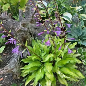 Hosta Pineapple Salsa Live Plant – 5.25 Inch Pot – Perennial Shade Plant - Image 2