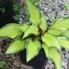 Hosta Pineapple Salsa Live Plant – 5.25 Inch Pot – Perennial Shade Plant - Image 1