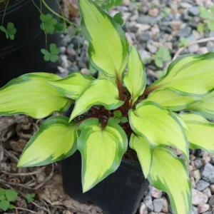 Hosta Pineapple Salsa Live Plant – 5.25 Inch Pot – Perennial Shade Plant - Image 1