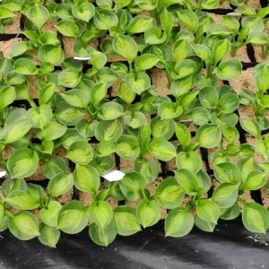 Hosta Pocketful of Sunshine Live Plant – 5.25