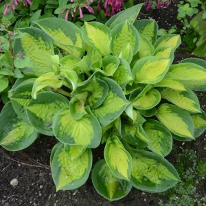Hosta Pocketful of Sunshine Live Plant – 5.25