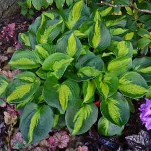 Hosta Pocketful of Sunshine Live Plant – 5.25