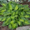 Hosta Pocketful of Sunshine Live Plant – 5.25" Pot Well Rooted Perennial Shade Mini - Image 1