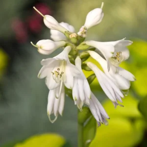 Hosta Rainforest Sunrise Live Plant – 5.25