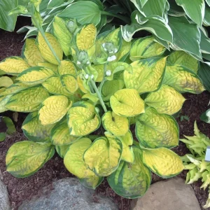 Hosta Rainforest Sunrise Live Plant – 5.25
