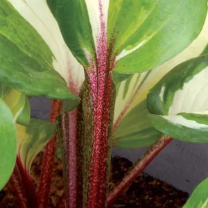 Hosta ‘Raspberry Sundae’ -Perennial Shade Plant-Live Starter Plant - Image 2