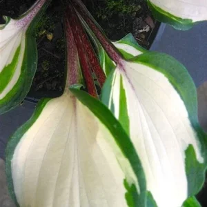 Hosta ‘Raspberry Sundae’ -Perennial Shade Plant-Live Starter Plant - Image 3