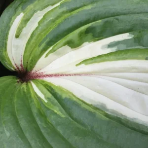 Hosta ‘Raspberry Sundae’ -Perennial Shade Plant-Live Starter Plant - Image 4