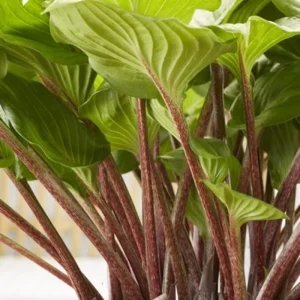 Hosta ‘Raspberry Sundae’ -Perennial Shade Plant-Live Starter Plant - Image 5