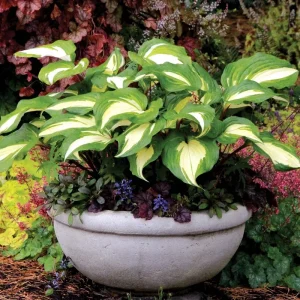 Hosta ‘Raspberry Sundae’ -Perennial Shade Plant-Live Starter Plant - Image 6