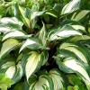 Hosta ‘Raspberry Sundae’ -Perennial Shade Plant-Live Starter Plant - Image 1