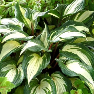 Hosta ‘Raspberry Sundae’ -Perennial Shade Plant-Live Starter Plant - Image 1
