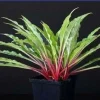 Hosta Razor's Edge Live Plant – 5.25" Pot, Well-Rooted Perennial for Shade - Image 1