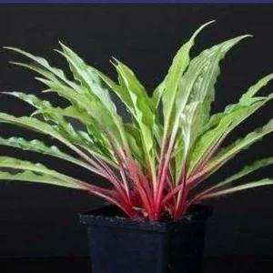 Hosta Razor's Edge Live Plant – 5.25" Pot, Well-Rooted Perennial for Shade - Image 1