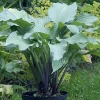Hosta Red Wine Fries Live Plant – 5.25" Pot, Well Rooted Perennial Shade Plant - Image 1