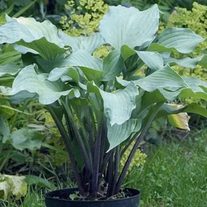 Hosta Red Wine Fries Live Plant – 5.25" Pot, Well Rooted Perennial Shade Plant - Image 1