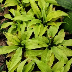 Hosta Relentless Live Plant – Perennial Shade Plant – 5.25 inch Pot – Full Season Yellow Foliage - Image 2