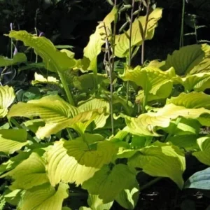 Hosta Relentless Live Plant – Perennial Shade Plant – 5.25 inch Pot – Full Season Yellow Foliage - Image 1