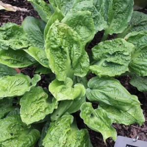 Hosta Road Rage Live Plant – 5.25" Pot Well Rooted Perennial Shade Plant - Image 1