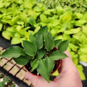 Hosta Rock Princess Live Plant – Perennial Shade – True Miniature – 2 inch Pot - Image 2