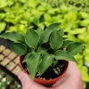 Hosta Rock Princess Live Plant – Perennial Shade – True Miniature – 2 inch Pot - Image 1