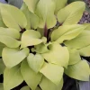 Hosta 'Rough Lemon' Live Plant – 5.25" Pot – Well-Rooted Perennial Shade Plant - Image 1