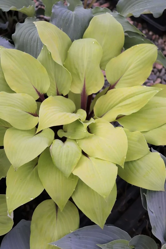 Hosta 'Rough Lemon' Live Plant – 5.25" Pot – Well-Rooted Perennial Shade Plant - Image 1