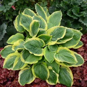 Hosta Royal Wedding Live Plant – 5.25