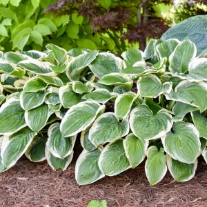 Hosta Royal Wedding Live Plant – 5.25