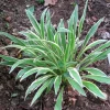 Hosta Sandhill Crane Live Plant – Perennial Shade Garden Plant - Image 1