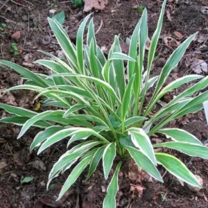 Hosta Sandhill Crane Live Plant – Perennial Shade Garden Plant - Image 1