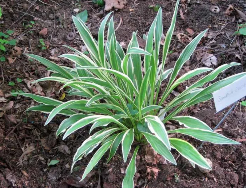 Hosta Sandhill Crane Live Plant – Perennial Shade Garden Plant - Image 1
