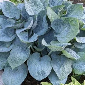 Hosta Sapphire Pillows Live Plant – 5.25