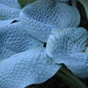 Hosta Sapphire Pillows Live Plant – 5.25
