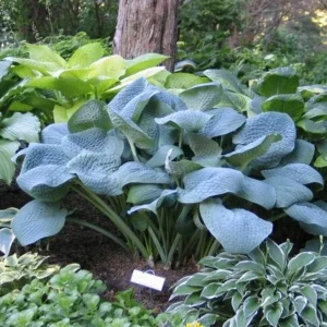 Hosta Sapphire Pillows Live Plant – 5.25