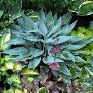 Hosta Scheherazade Live Plant – Perennial Shade Plant – 5.25