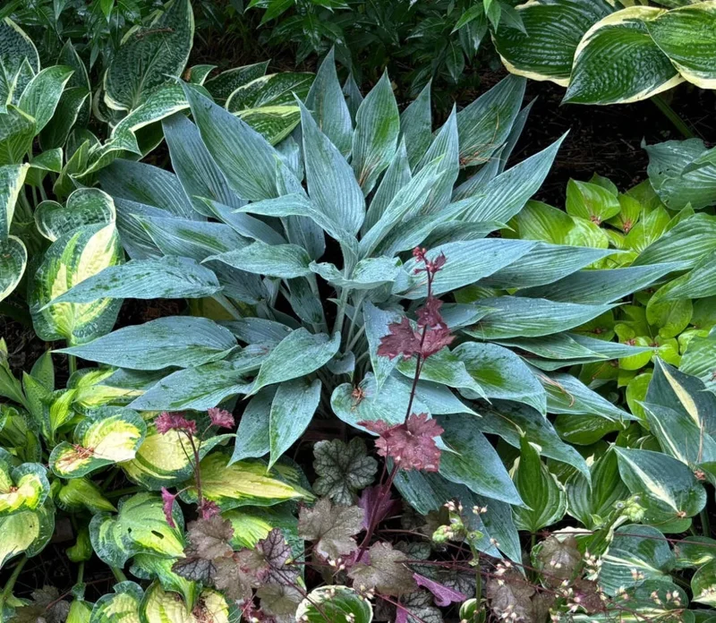 Hosta Scheherazade Live Plant – Perennial Shade Plant – 5.25" Pot - Image 2