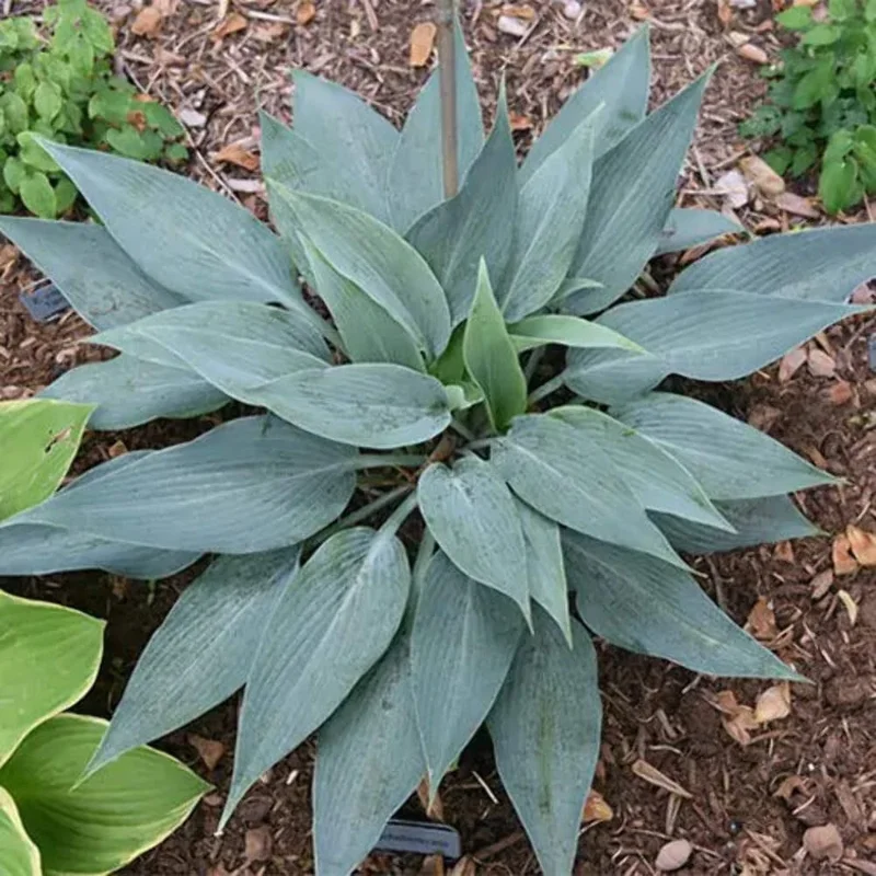 Hosta Scheherazade Live Plant – Perennial Shade Plant – 5.25" Pot - Image 1