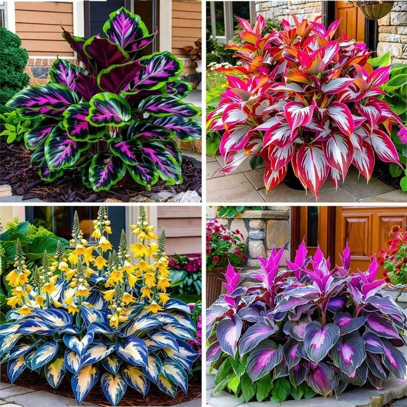 Hosta Seeds 120+ Count – Perennial Shade Garden Ornamental Plant Seeds - Image 1