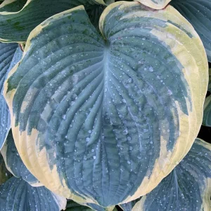 Hosta Shadowlands Gigantosaurus Live Plant – 5.25 inch Pot – Perennial Shade Plant - Image 3