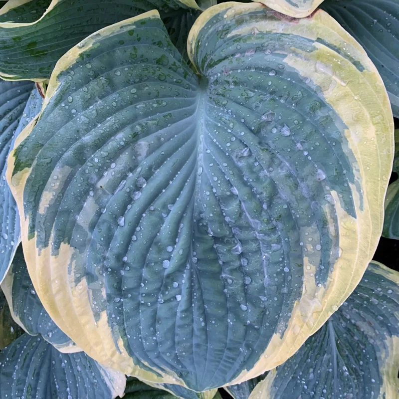 Hosta Shadowlands Gigantosaurus Live Plant – 5.25 inch Pot – Perennial Shade Plant - Image 3